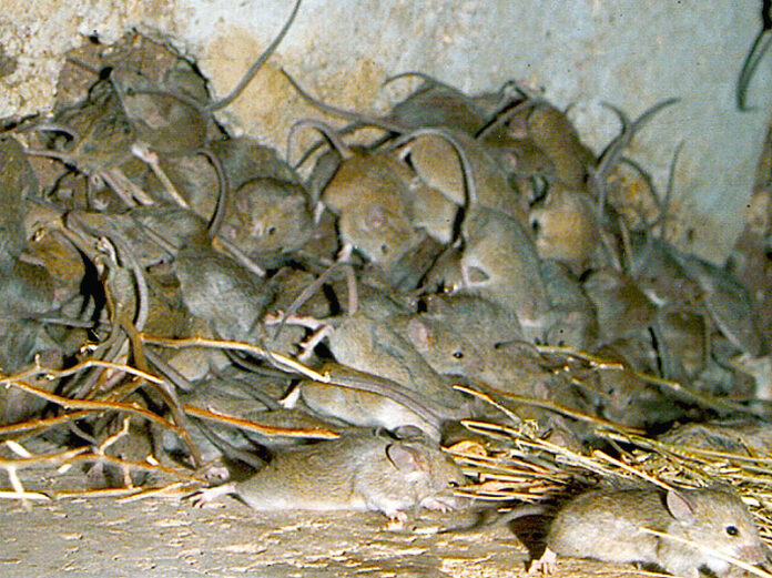 A pile of mice crawl on top of each other