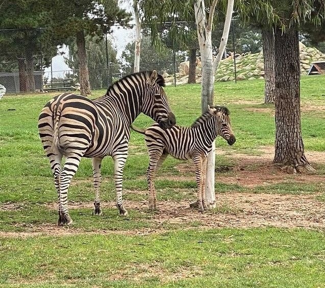 Canberra Zoo zebras