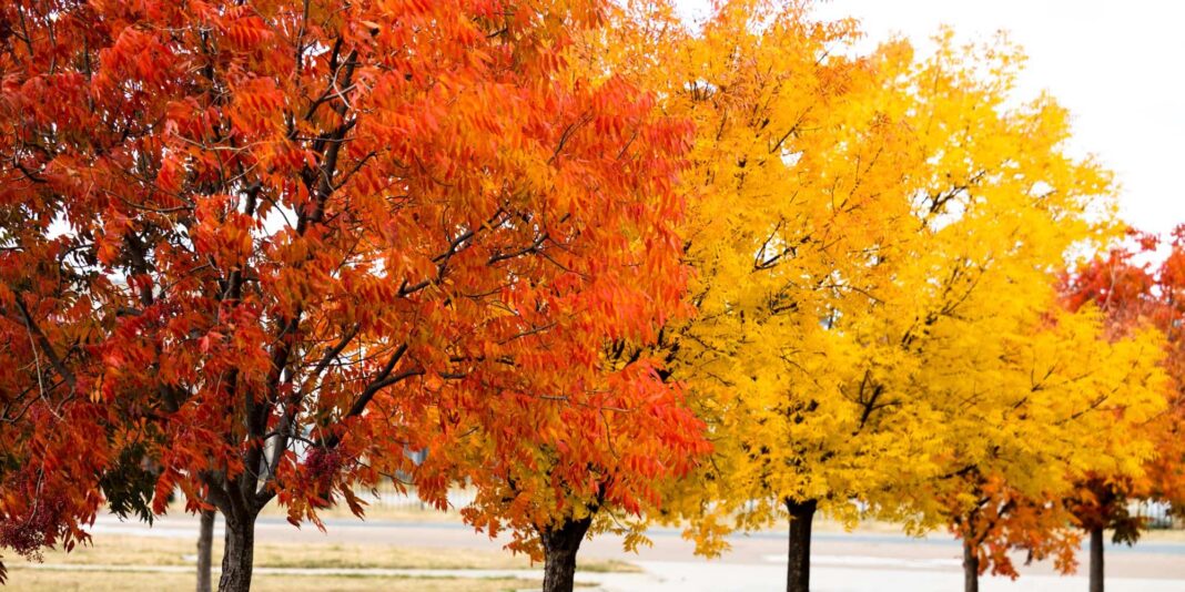 a row of four red and yellow autumnal trees