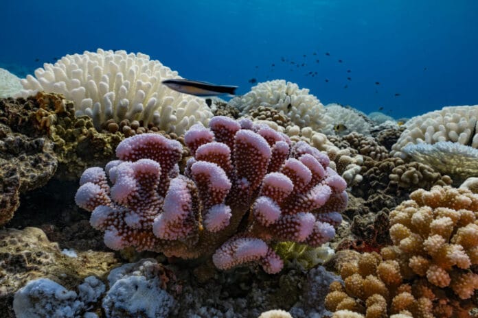 Reef, coral reefs, ocean, ocean health