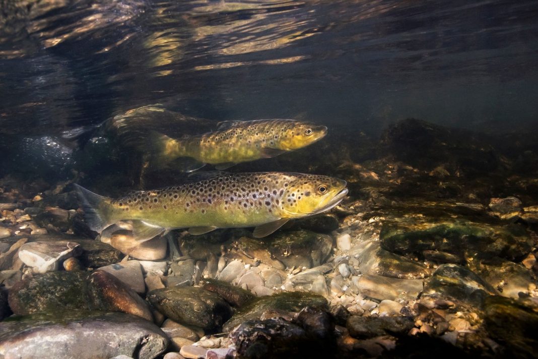 Two spotted brown trout swimming in fresh water stream