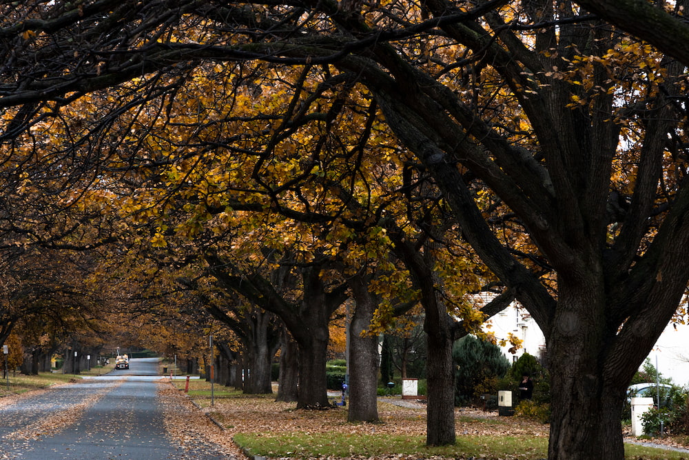A tree-lined street in Reid on a wet winter afternoon. Photo: Kerrie Brewer.