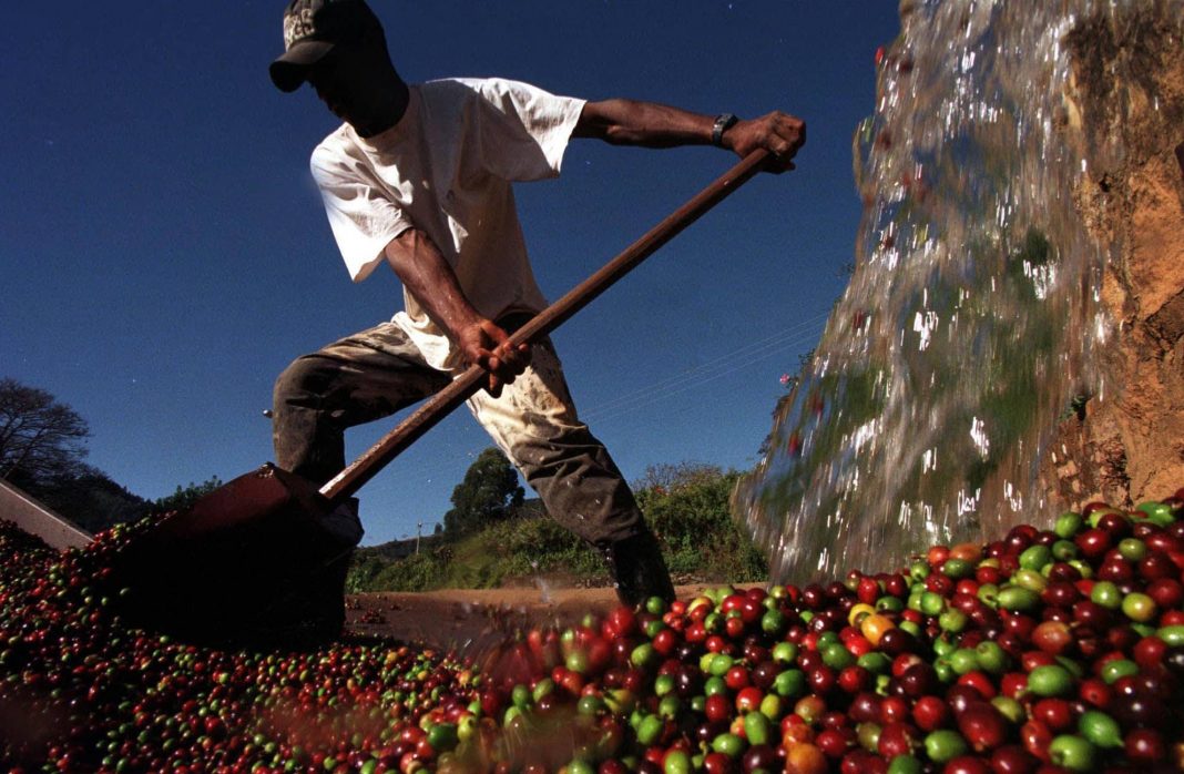 A worker washes coffee beans at a plantation near the town of Pocos de Caldas, Brazil