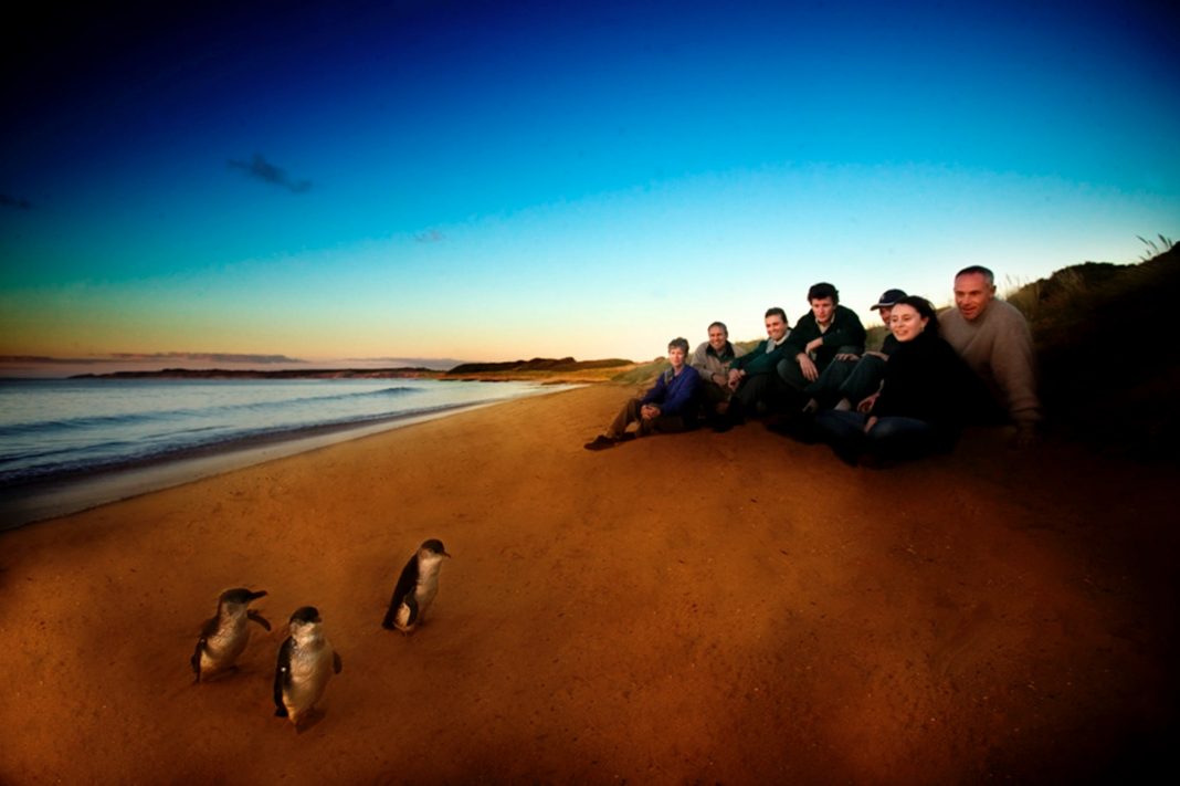 Tourists on Phillip Island watch penguins waddle ashore to their sand dune burrows
