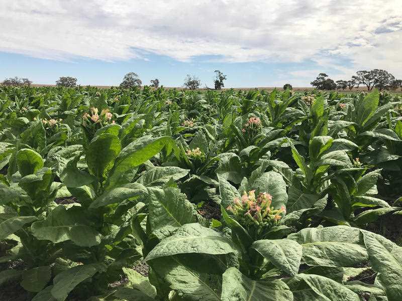 A photo of an illegal tobacco crop in NSW