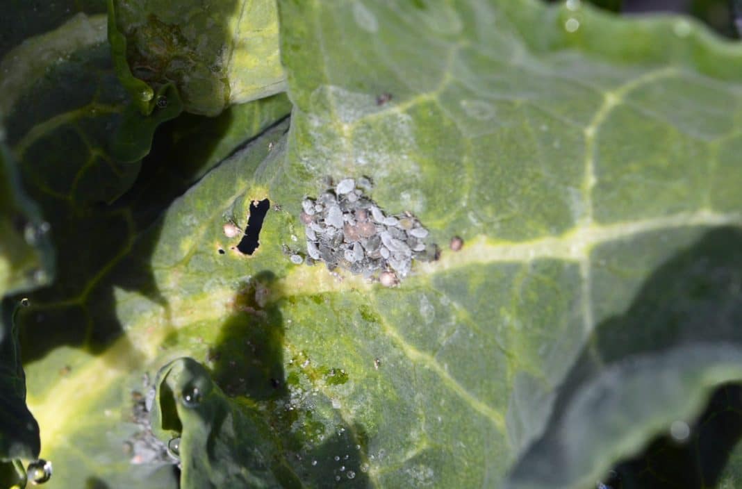 Aphids are a common pest on winter veg, such as broccoli. Aphids are a sap-sucking insect which distort growth and spread disease.