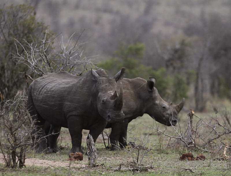 Two rhinos graze in the bush on the edge of Kruger National Park in South Africa