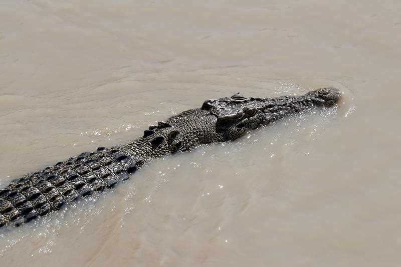A large saltwater crocodile is seen swimming in muddy water