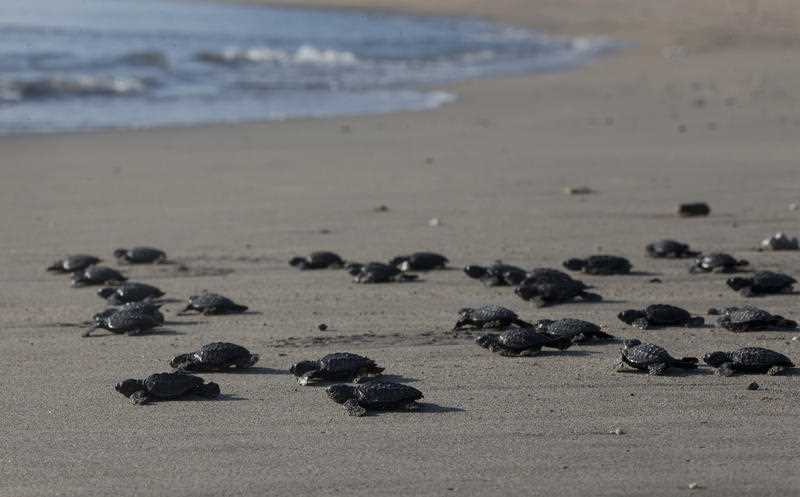 Dozens of baby turtles move across the sand on a beach towards the ocean
