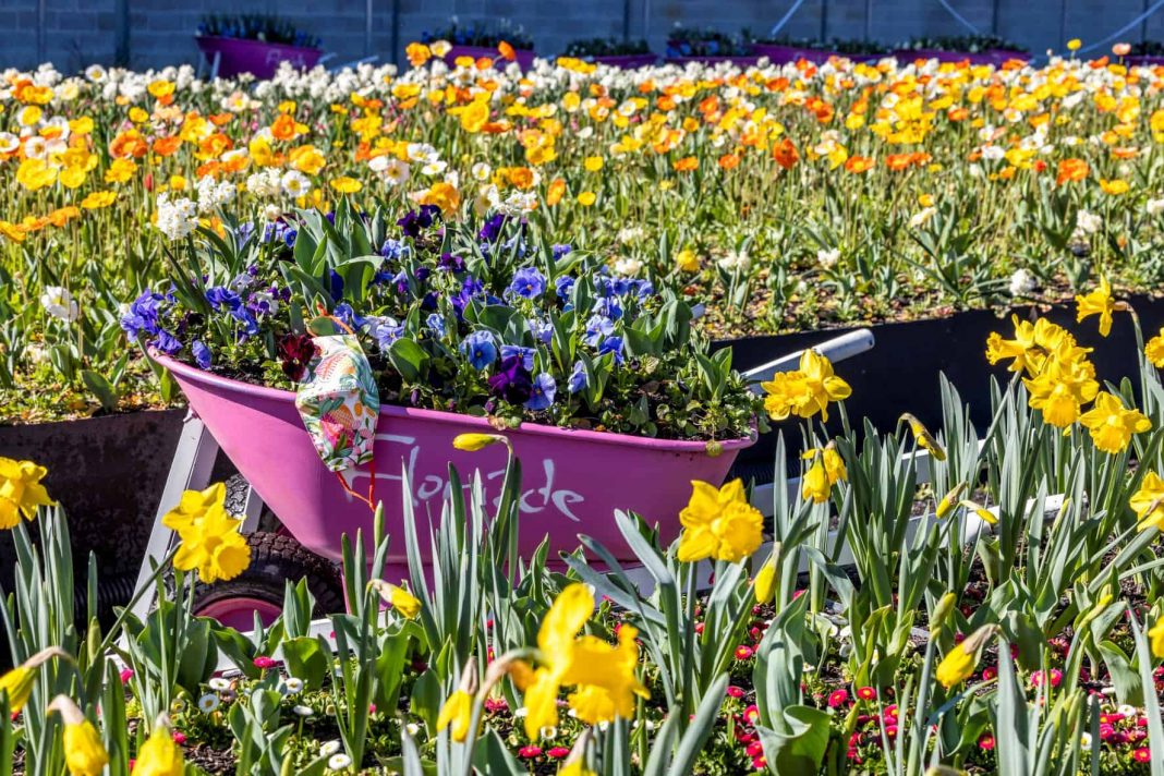 floral facemask placed in a pink wheelbarrow filled with flowers surrounded by garden beds of flowers