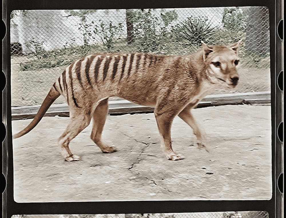 A colourised still of the thylacine or Tasmanian tiger, taken in 1933. Photo supplied by the National Film and Sound Archive.