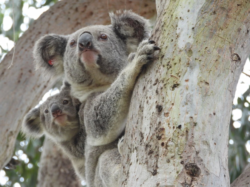 koala joey and mum