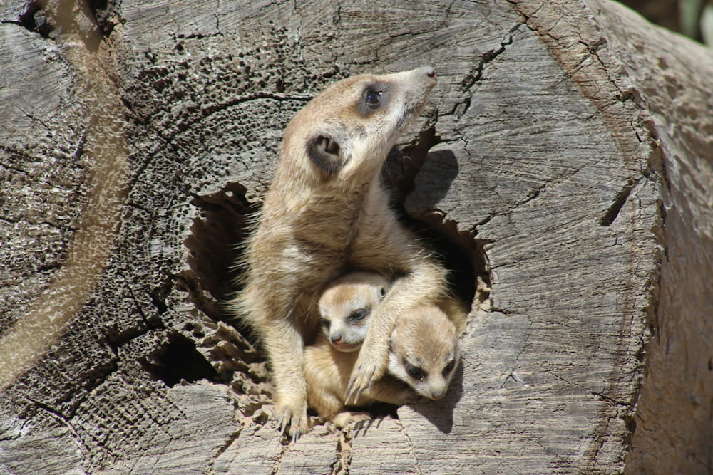 meerkats dubbo zoo