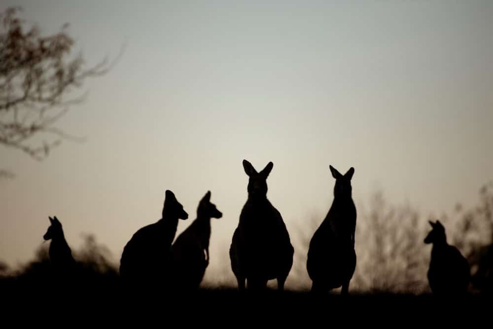 South Coast kangaroos