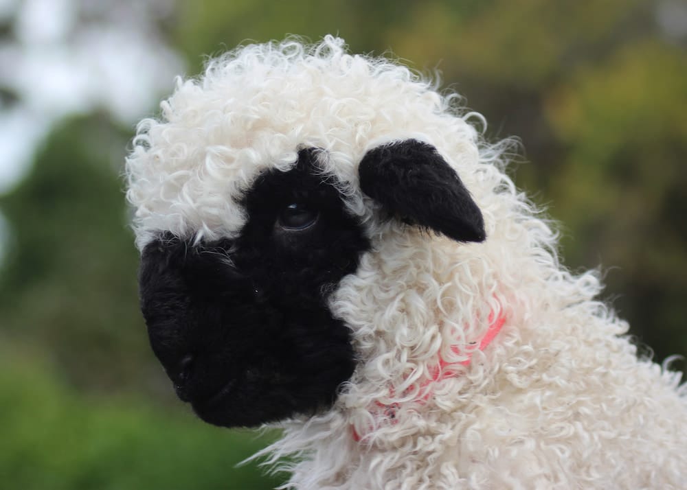 cutest sheep Australia