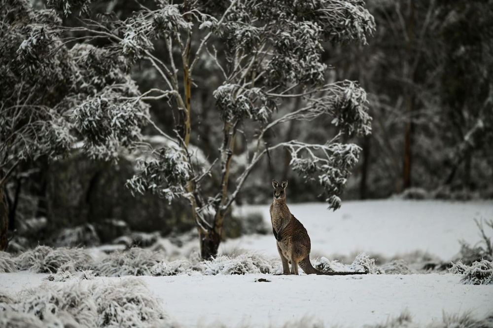 kangaroo culls NSW