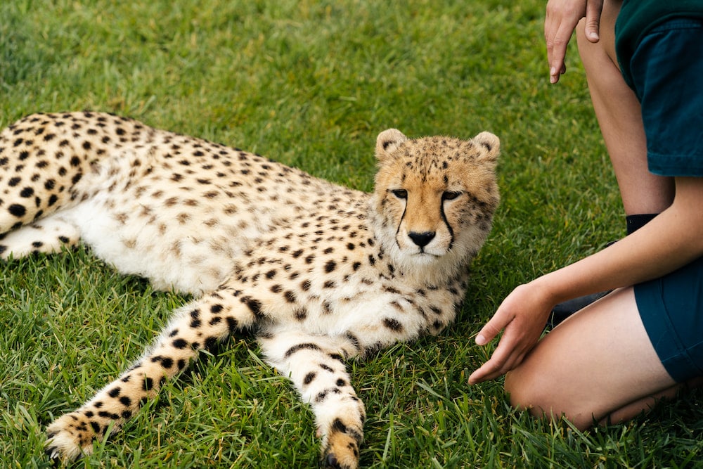 National zoo meet-a-cheetah program Cheetah