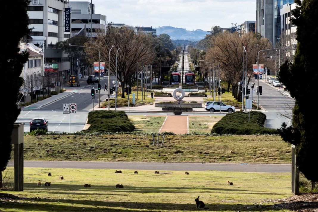 rabbits feeding on grass on City Hill in the centre of Canberra