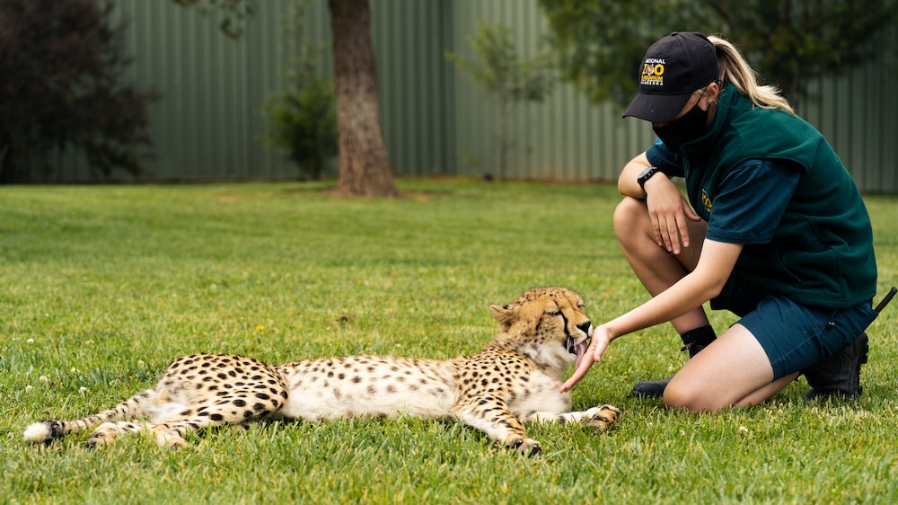 Zoo launches new meet-a-cheetah encounter with three cubs | CW