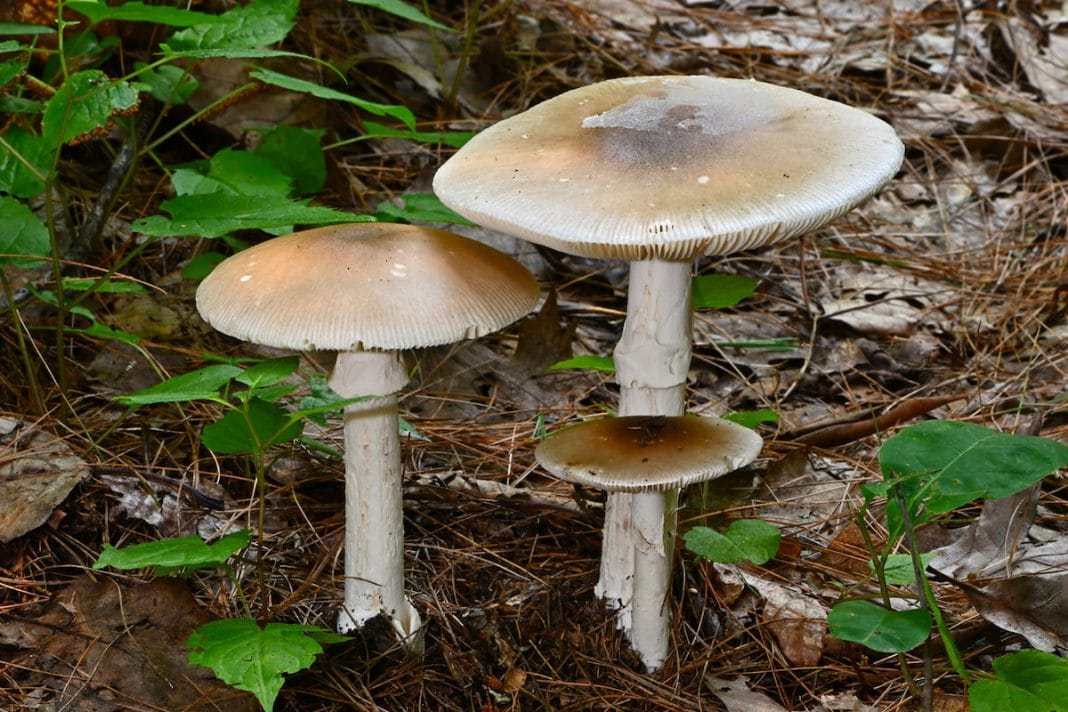 ACT death cap mushrooms
