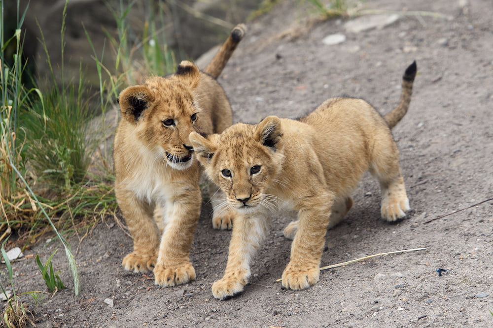 lion cubs Taronga zoo