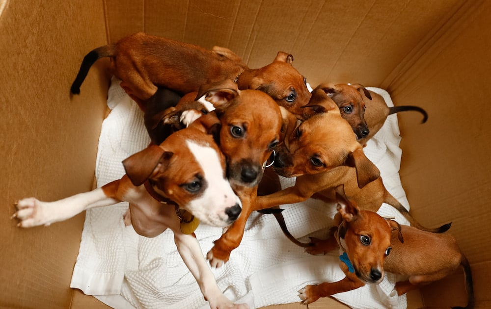 puppies dumped Melbourne