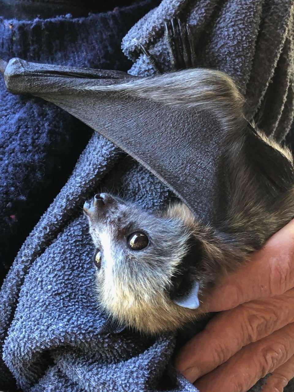 A rescued flying fox. Photo provided.