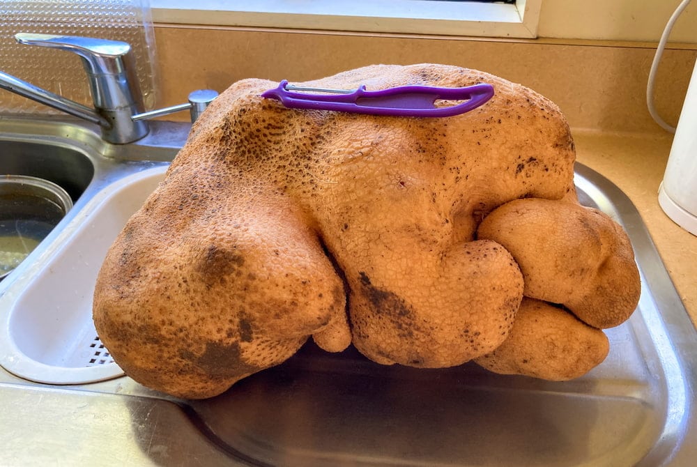 world's biggest potato New Zealand