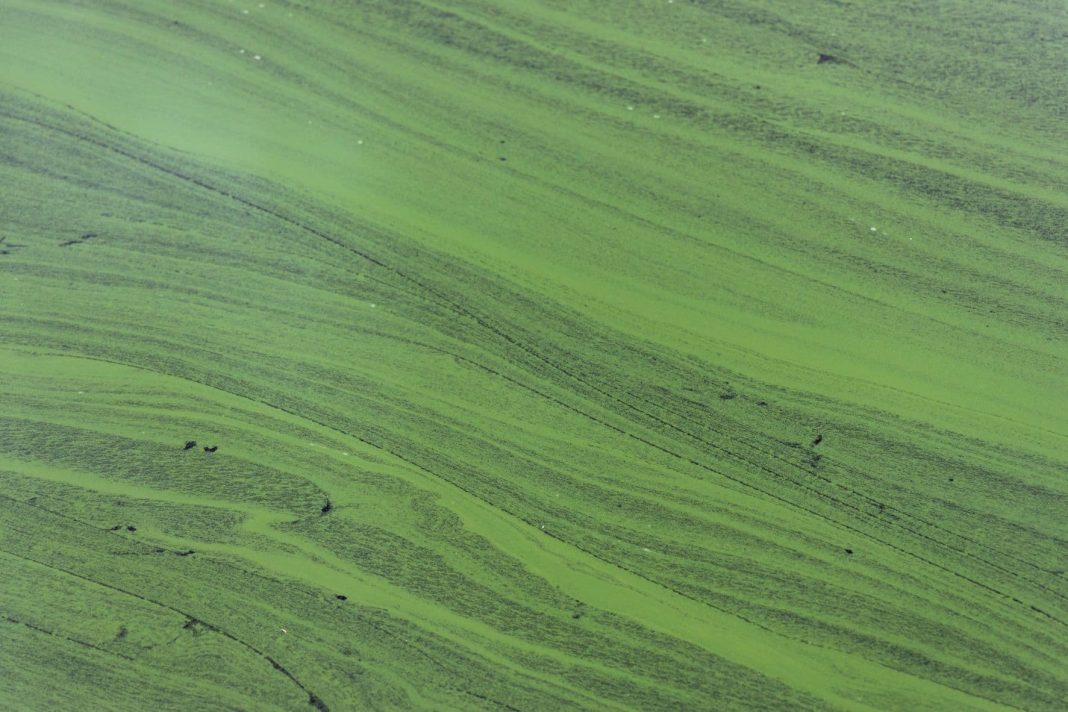 Blue-green algae in Lake Burley Griffin