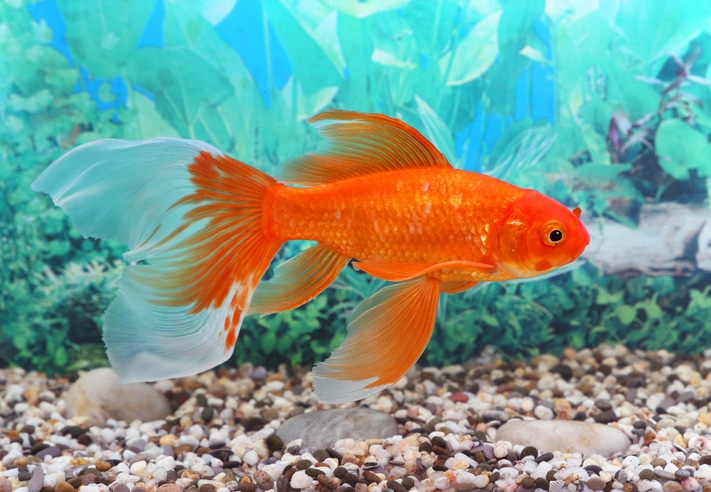 A goldfish swims in an aquarium