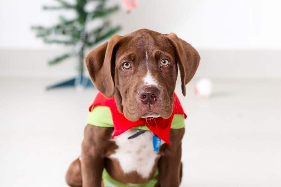 cute pup with puppy dog eyes in Christmas outfit