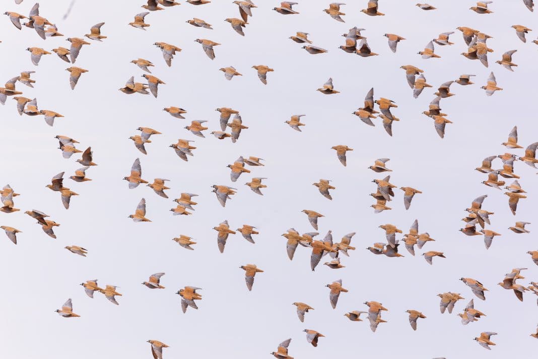 Flock of endangered bronzewing pigeons flying over the new Narriearra Caryapundy Swamp National Park in outback NSW in January 2022.