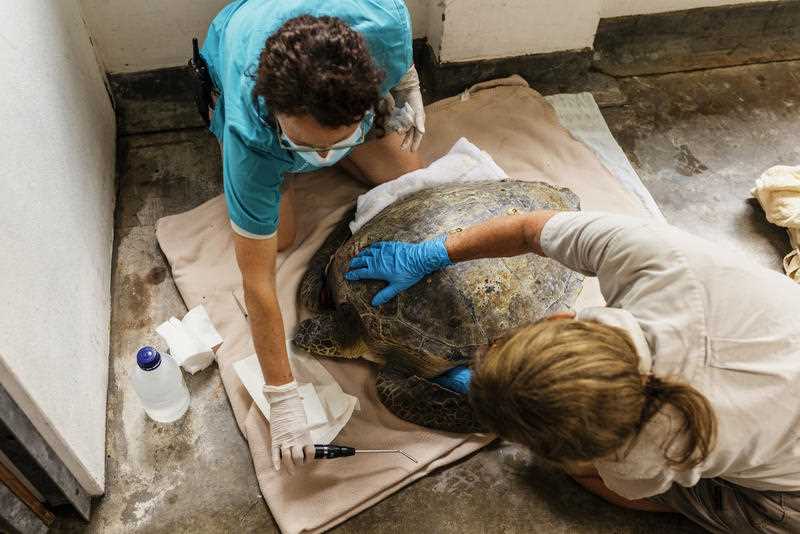 Two veterinarians are seen treating an injured green turtle