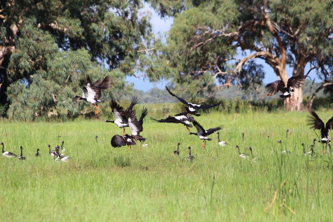 flock of wild black and white geese taking off from wetlands in Warren Shire, NSW