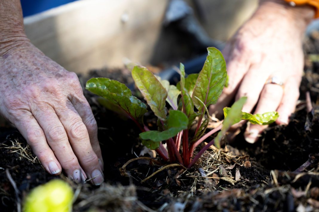 hands are seen planting a silverbeet seedling in garden soil