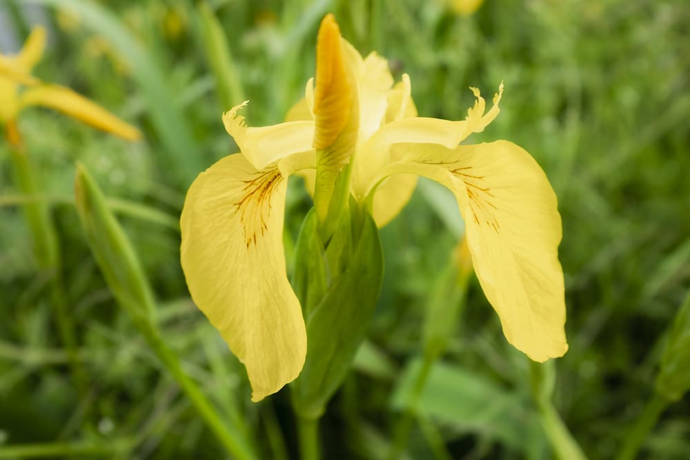 The yellow flag iris - a poisonous weed invading the ACT.