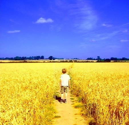 a small boy walks along a path through a yellow cornfield with blue sky above, echoing the colours of the Ukrainian flag