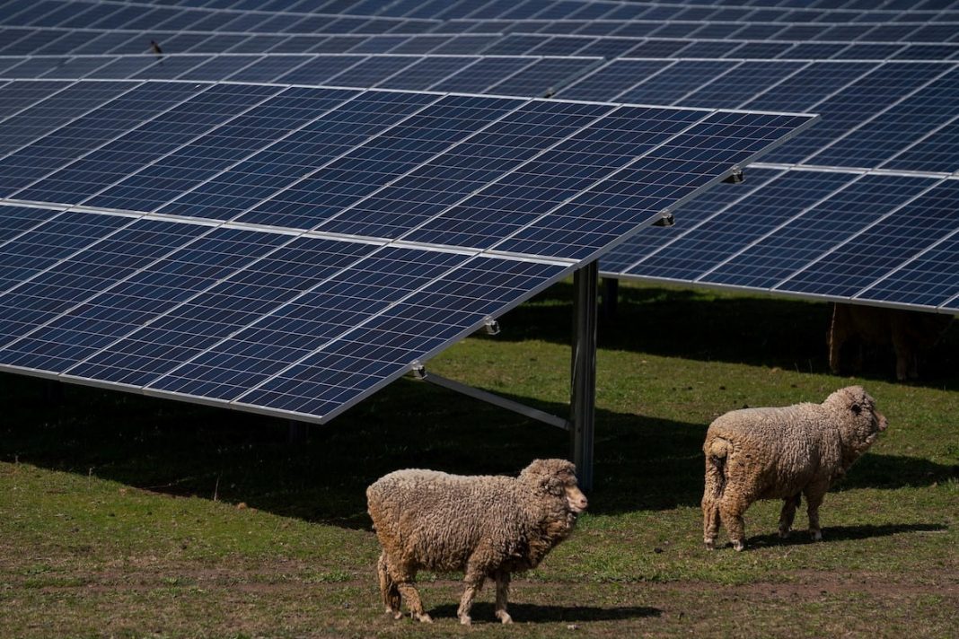 two sheep are seen on a solar farm