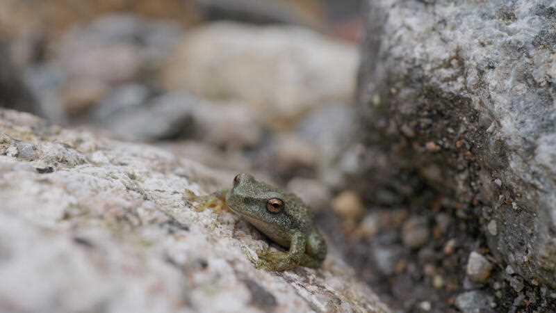 a critically endangered Spotted Tree Frog being released into Kosciuszko National Park