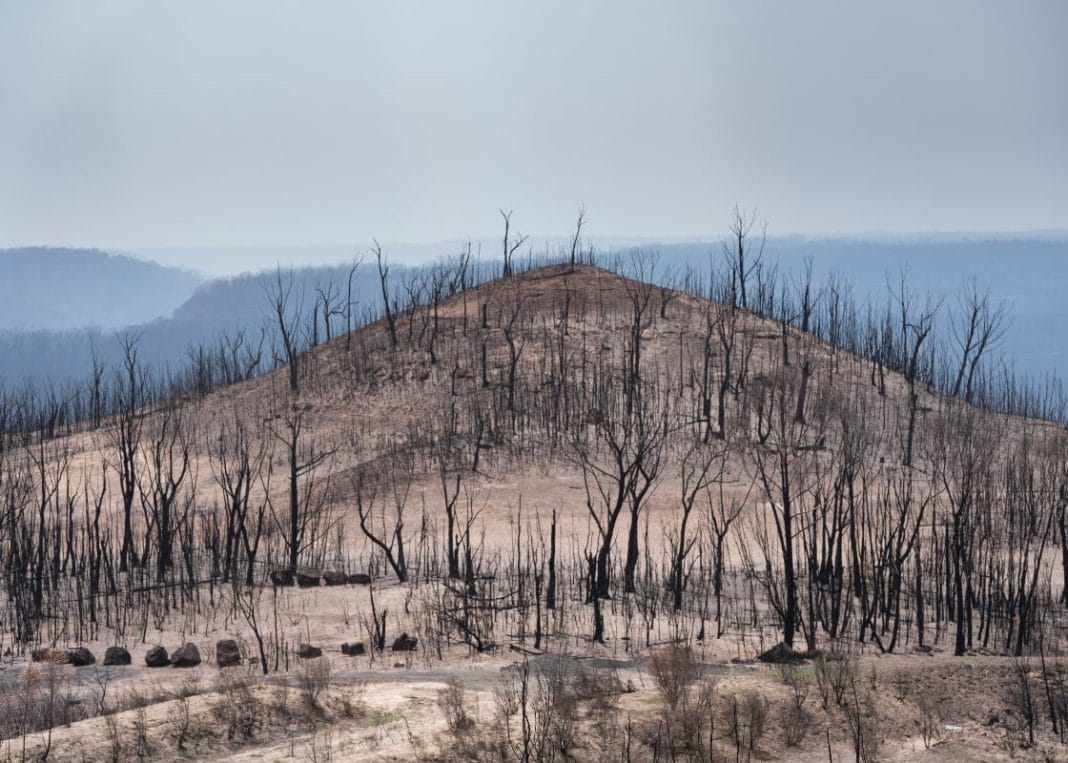 burnt trees on desolate hill in Morton National Park after Australia's Black Summer Bushfires of 2019-2020
