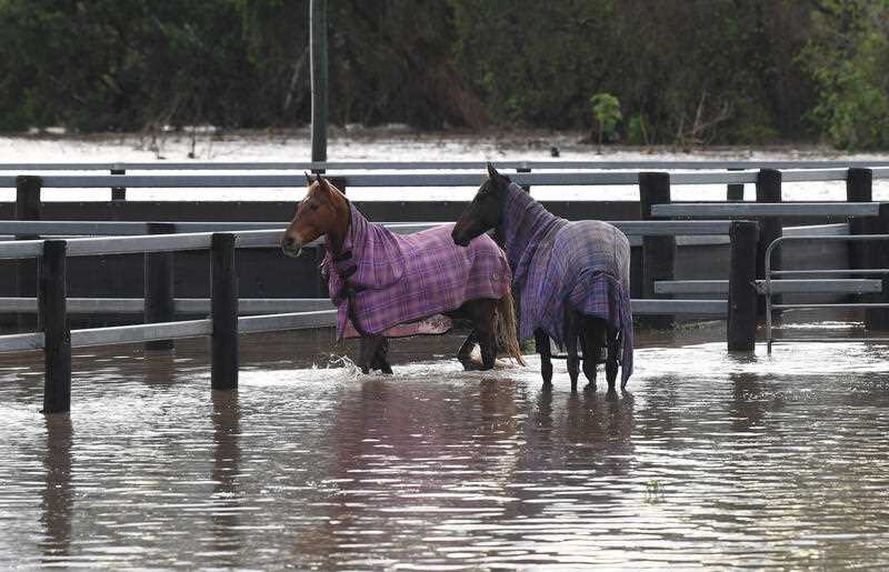 2 Horses are seen standing in flood waters from the Laidley Creek near the town of Laidley, west of Brisbane, Thursday, May 12, 2022
