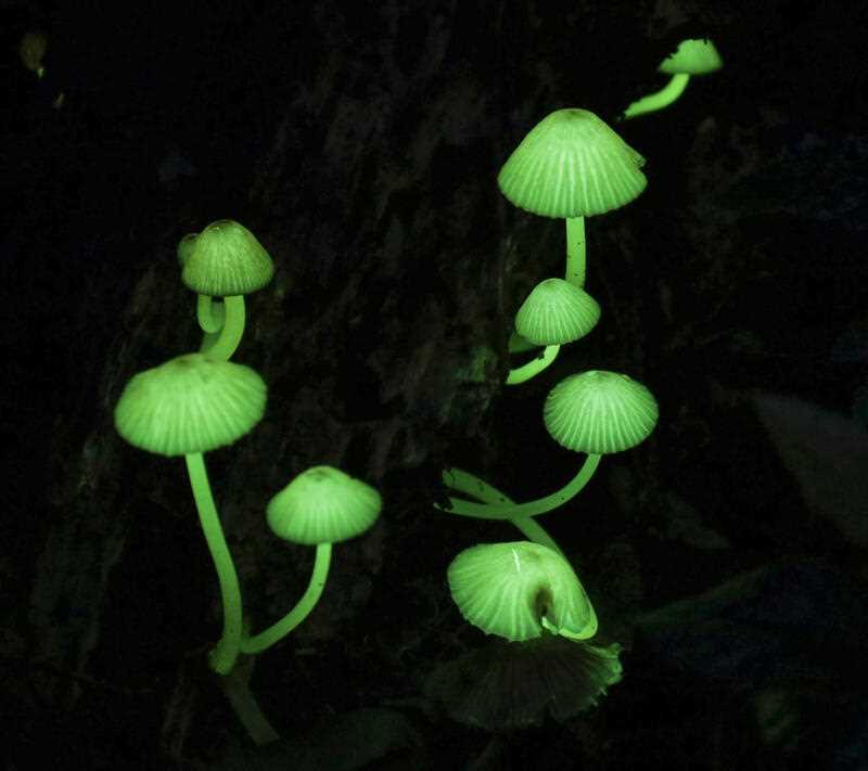 Mycena lux-coeli mushrooms emitting greenish light in woods in the Wakayama Prefecture town of Nachikatsuura, western Japan