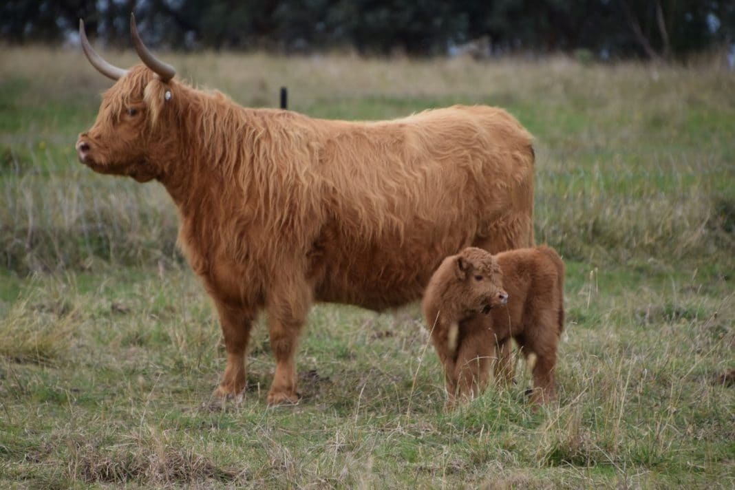 long-horned Highland cow and calf