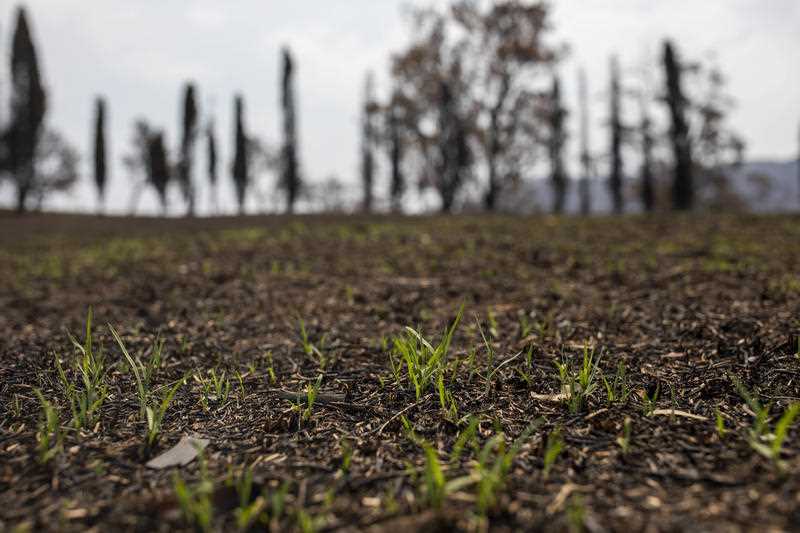 Kikuyu grass shoots are seen on bushfire affected farmland in Verona, NSW, Friday, January 10, 2020