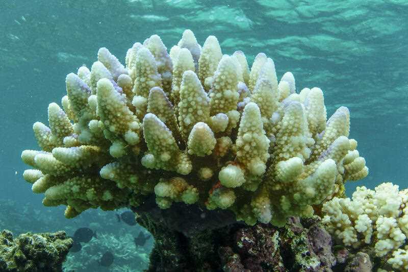 reef scape of bleached coral in the Townsville/Whitsunday management area of the Great Barrier Reef