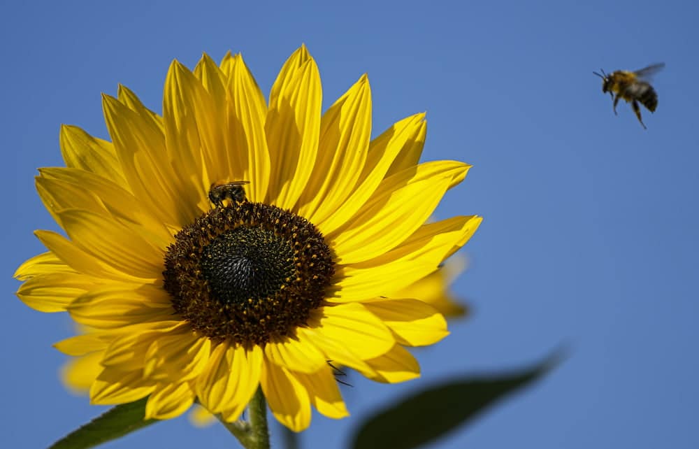 NSW bee