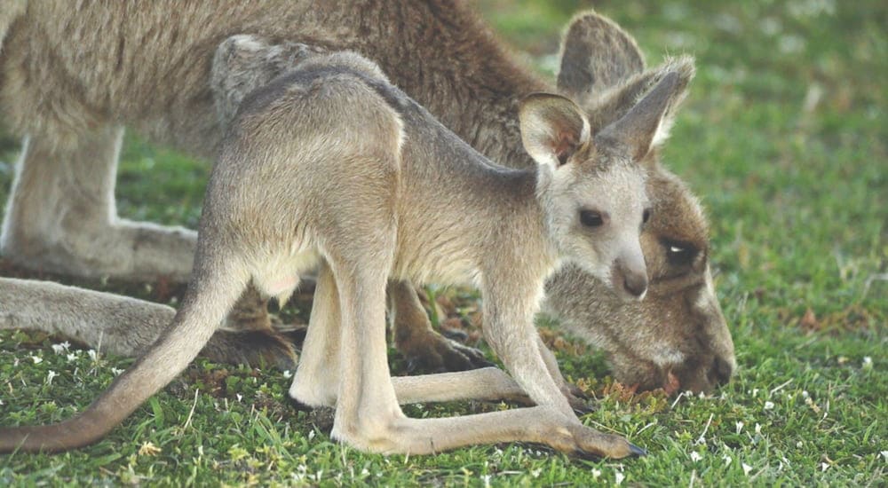 Kangaroos Canberra