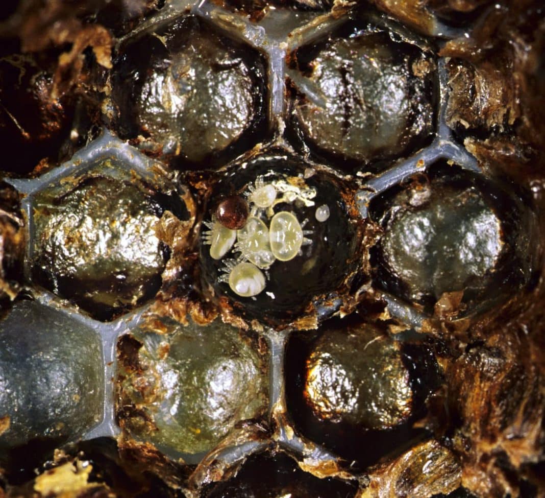 a Varroa mite mother and its offspring are seen inside a bee colony