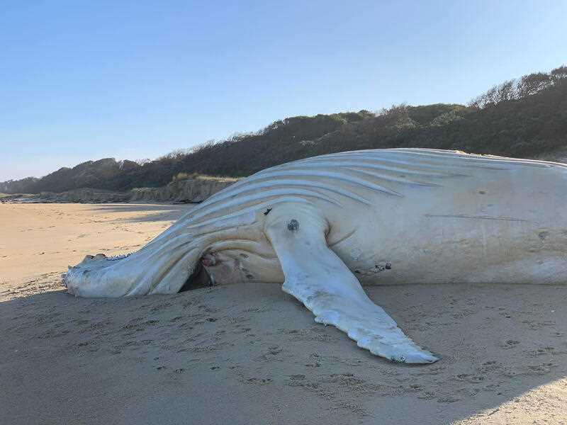 the body of a white whale found dead on a Mallacoota beach in Victoria’s East Gippsland region