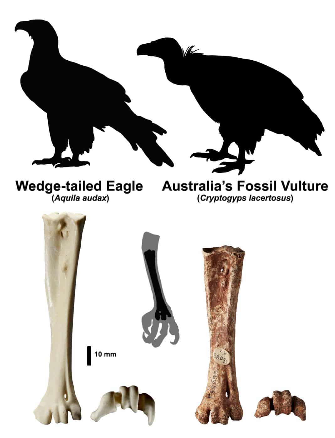 Diagram showing size comparison between wedge-tailed eagle and fossil vulture